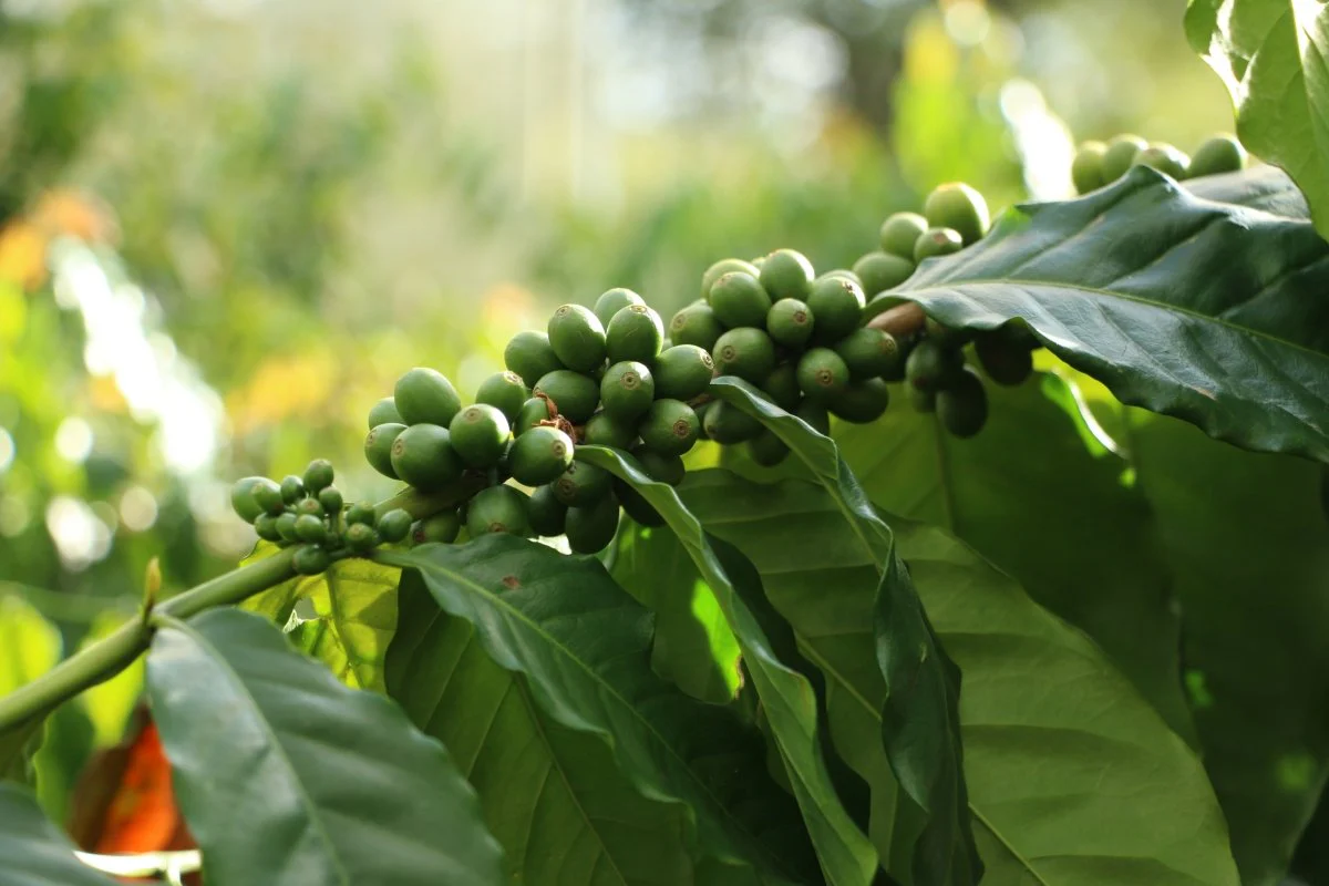 Geisha Finca La Inmaculada. Café de Colombia. Natural - Image 4