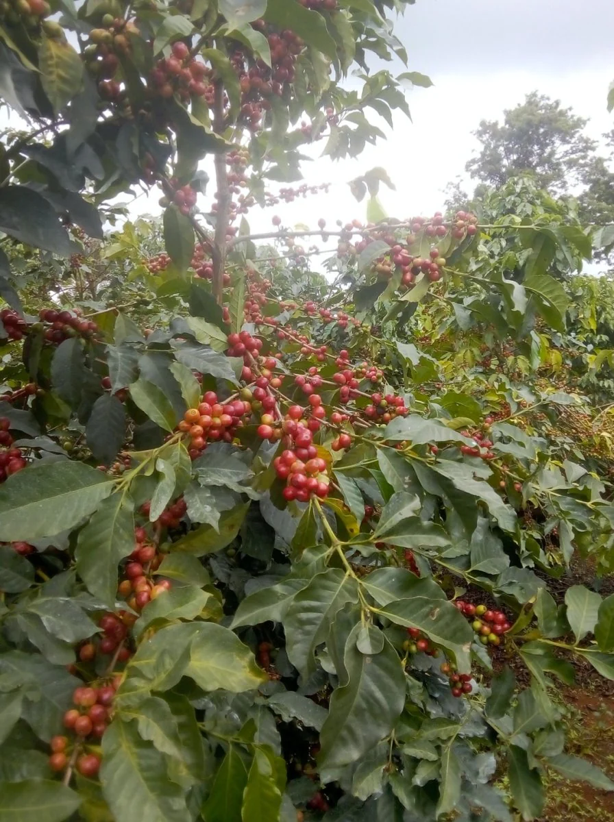 Kambarare. Café de Kenia - Image 4