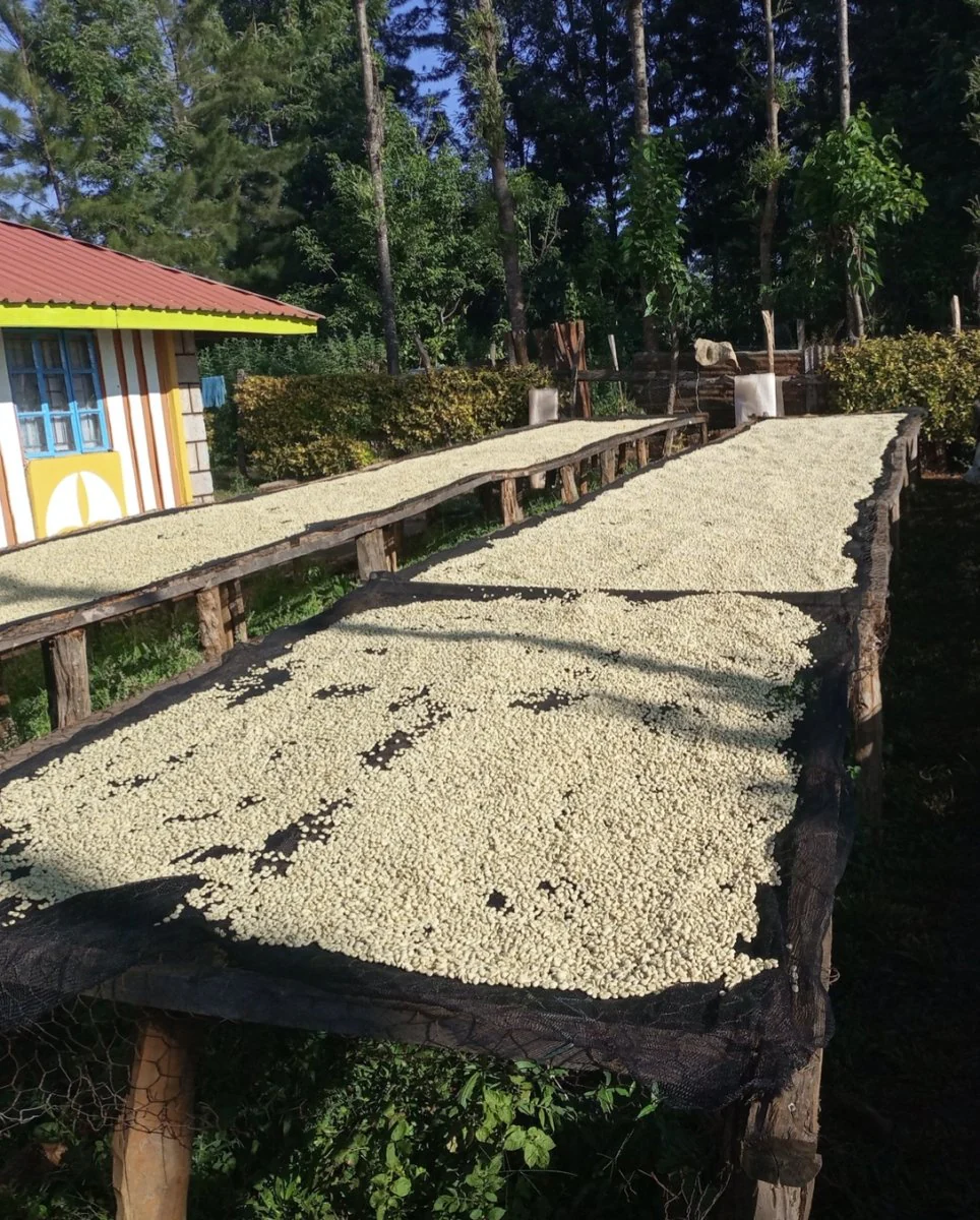 Kambarare. Café de Kenia - Image 6