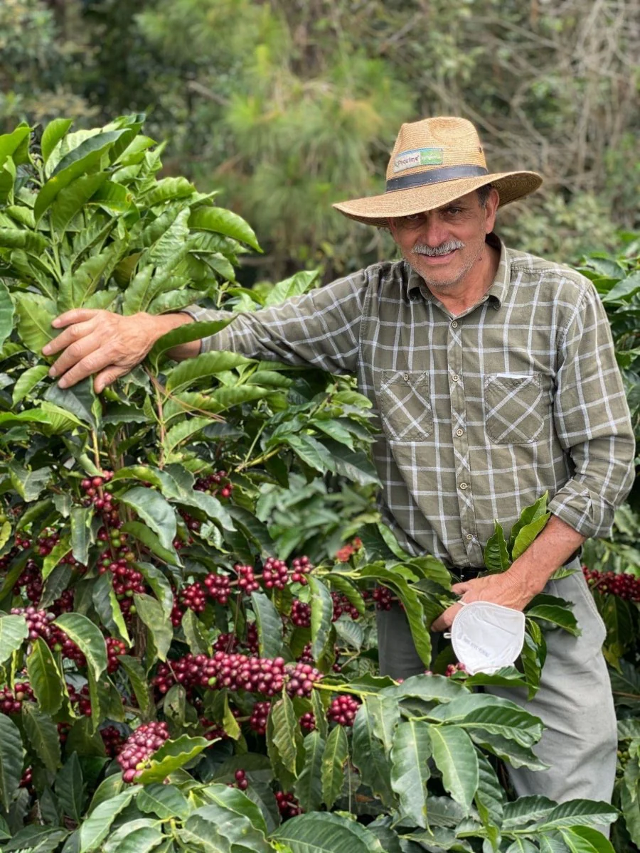 Las Moritas. Café de Guatemala. Pacamara rojo - Image 4