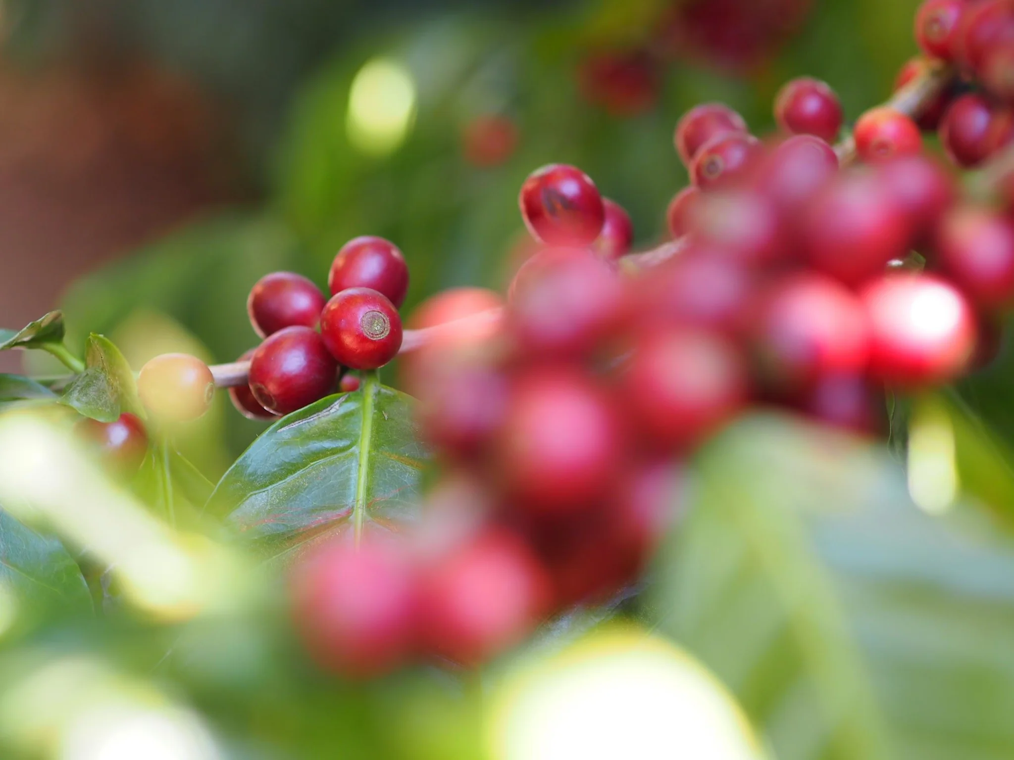 Las Moritas. Café de Guatemala. Pacamara rojo - Image 5