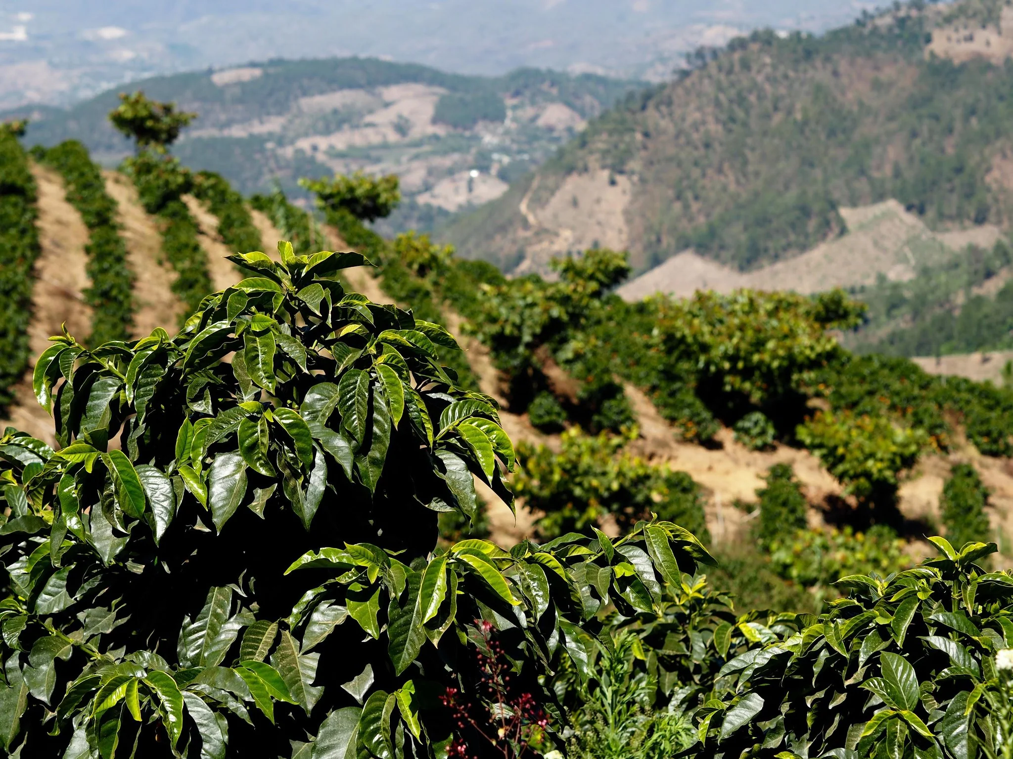 Las Moritas. Café de Guatemala. Pacamara rojo - Image 6