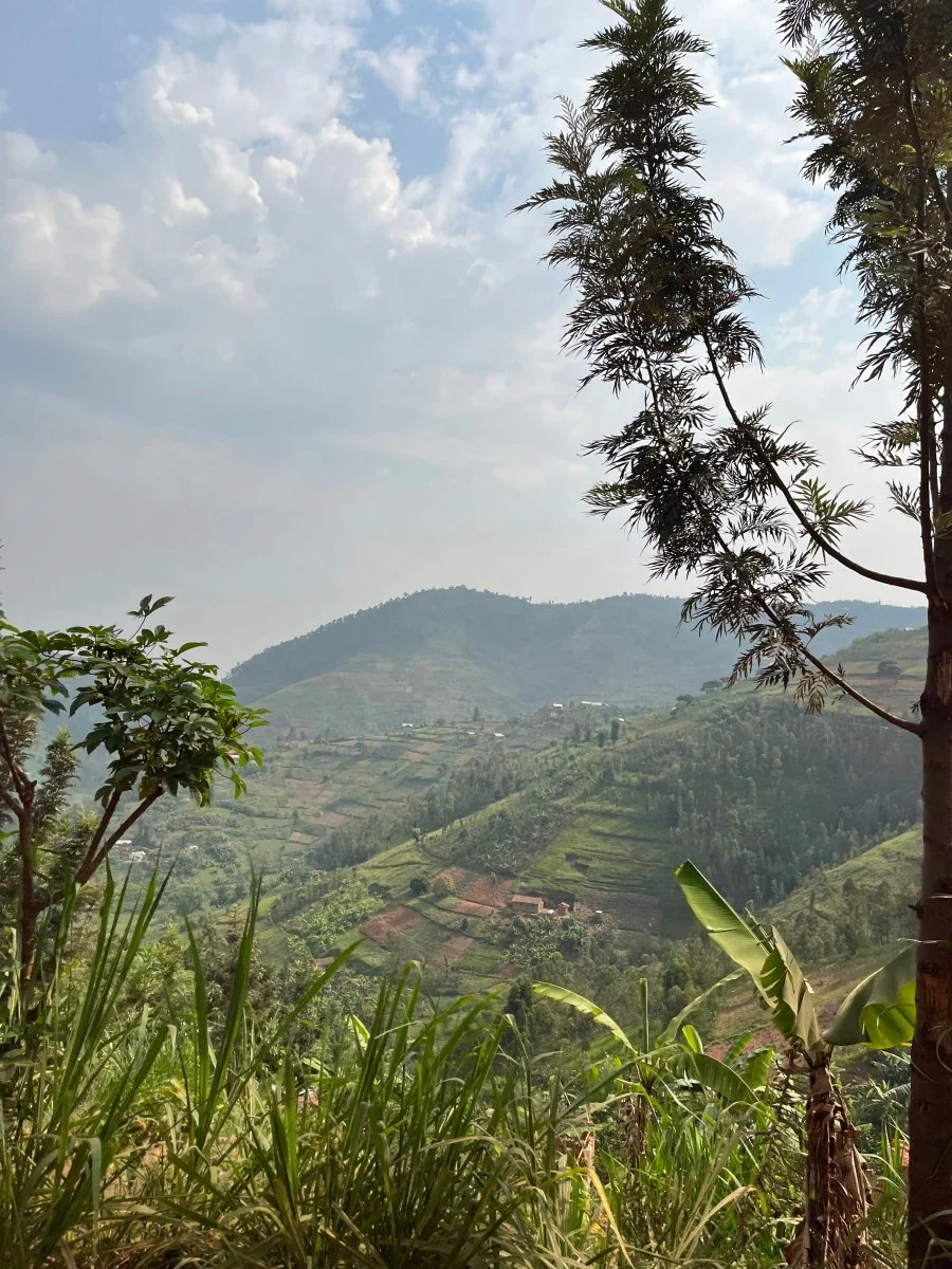 Mbilima. Café de Rwanda. Natural - Image 4