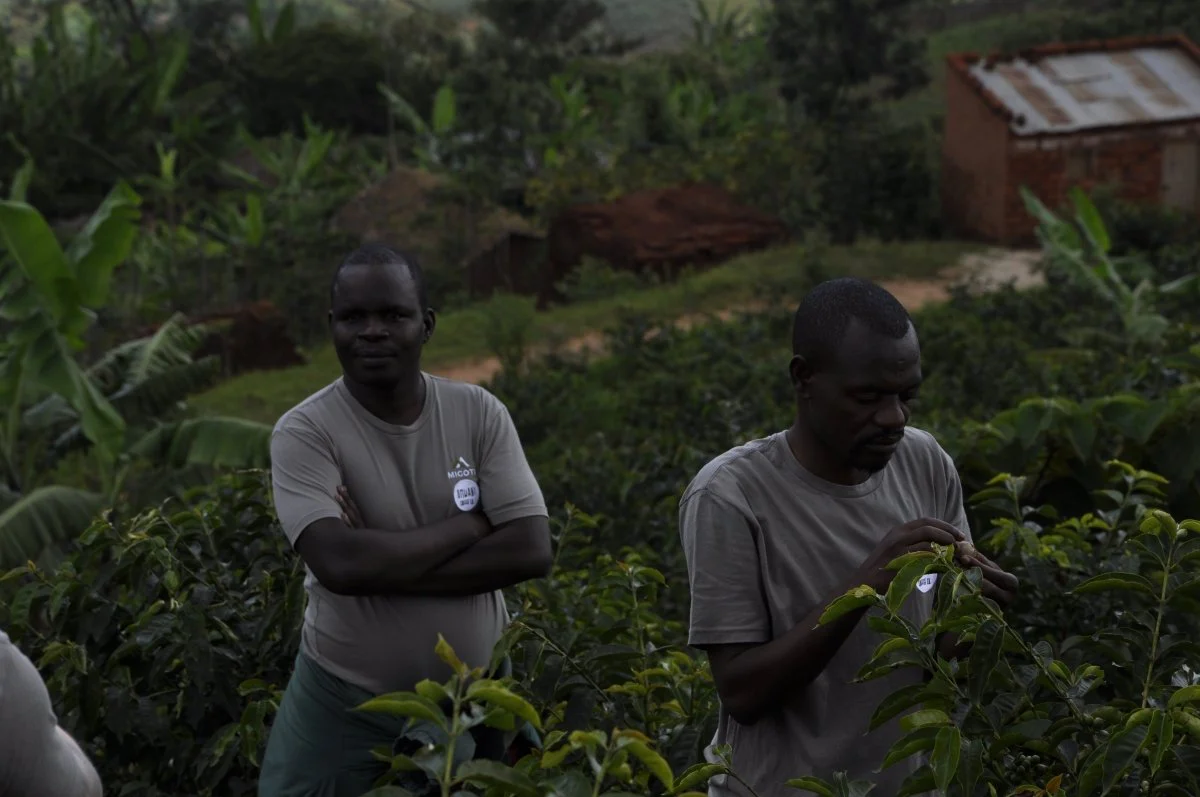 Migoti Lote 8. Café de Burundi. Natural - Image 4