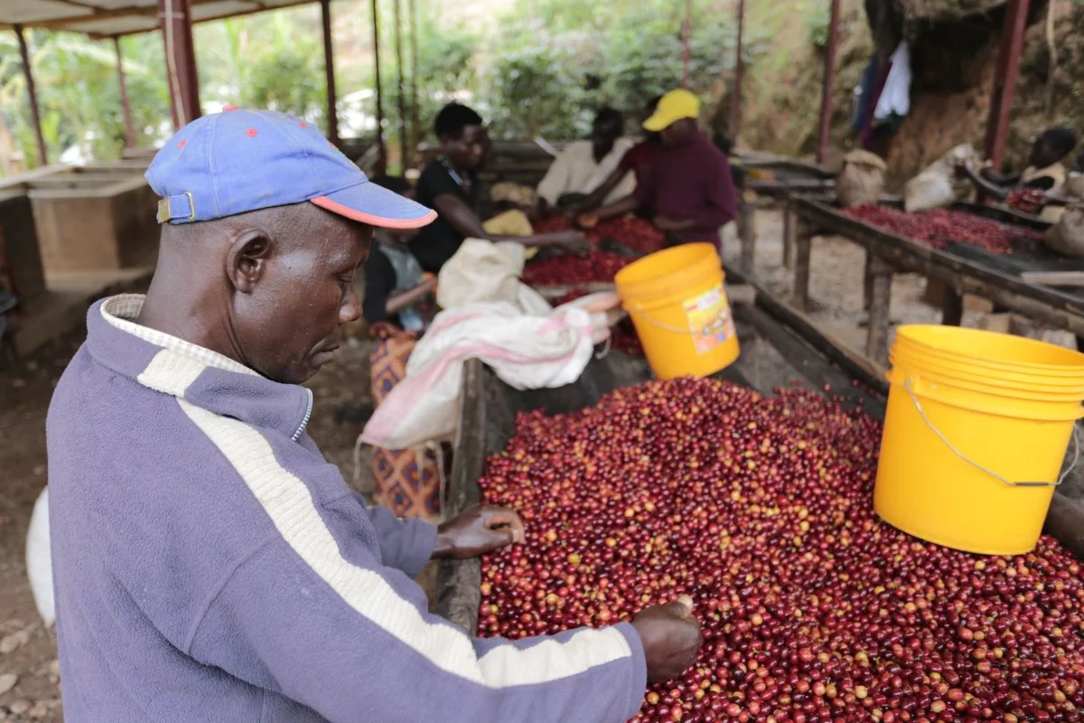Migoti Lote 8. Café de Burundi. Natural - Image 5