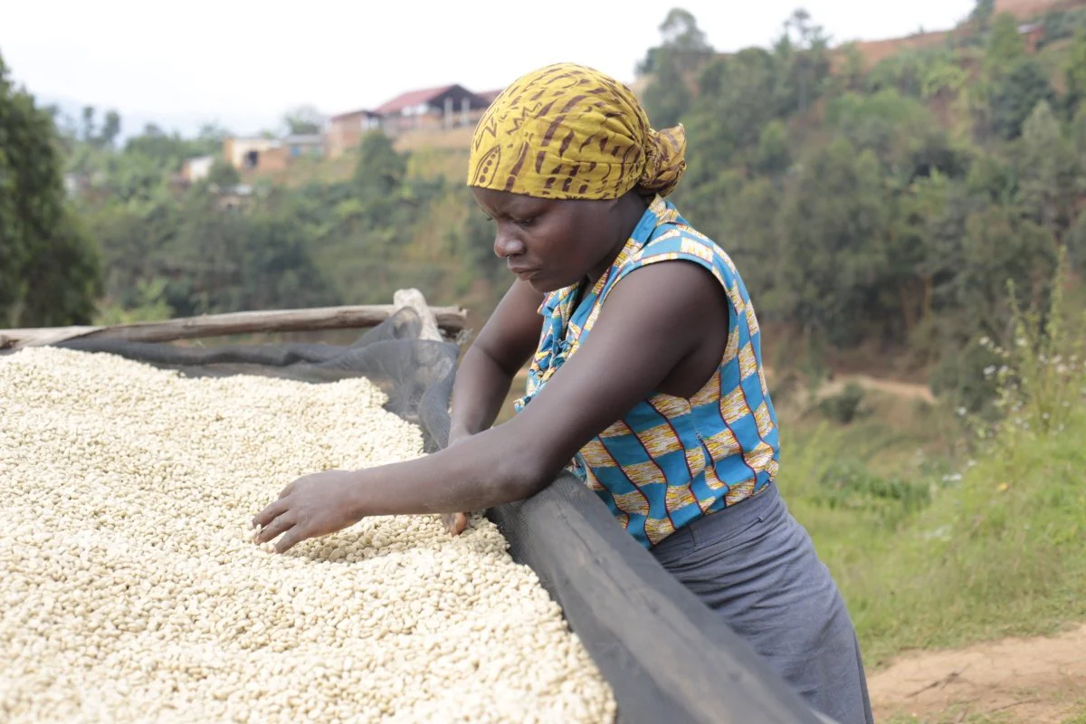 Migoti Lote 8. Café de Burundi. Natural - Image 6