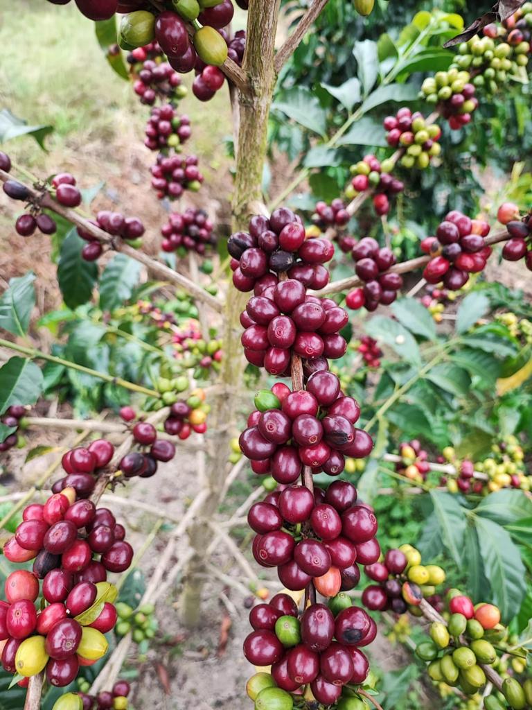 Red Bourbon Diviso. Huila. Café de Colombia. Semi-Lavado Anaeróbico - Image 5