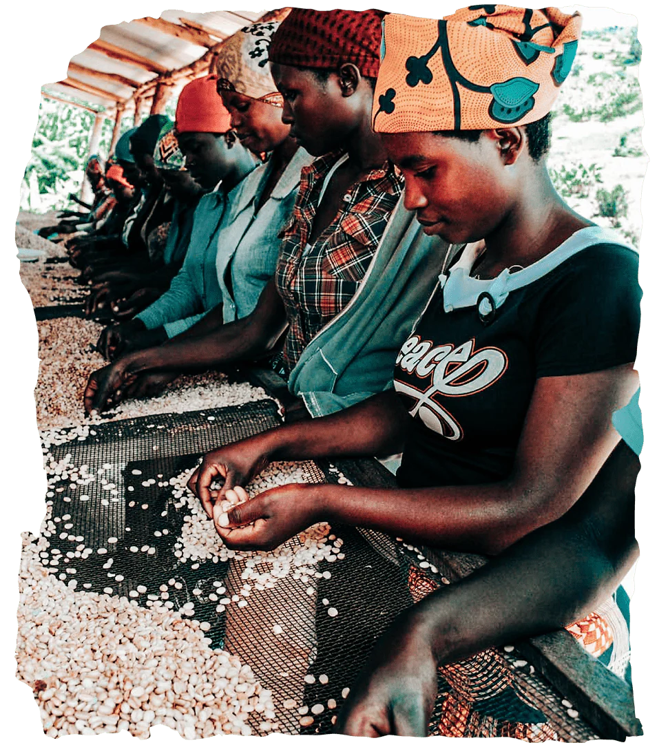 Imbuto Lote 13. Café de Rwanda. Natural - Image 6