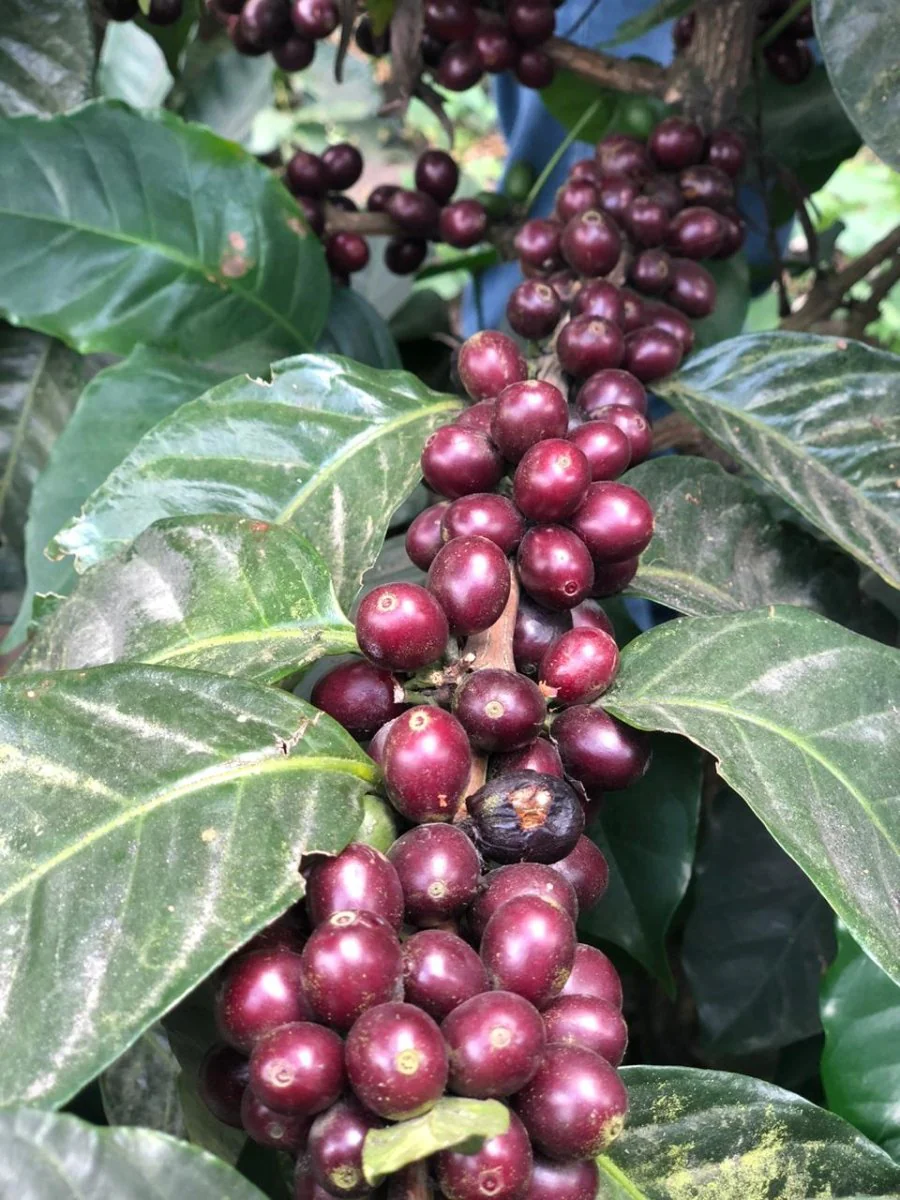 Santa Elisa. Café de Guatemala - Image 4