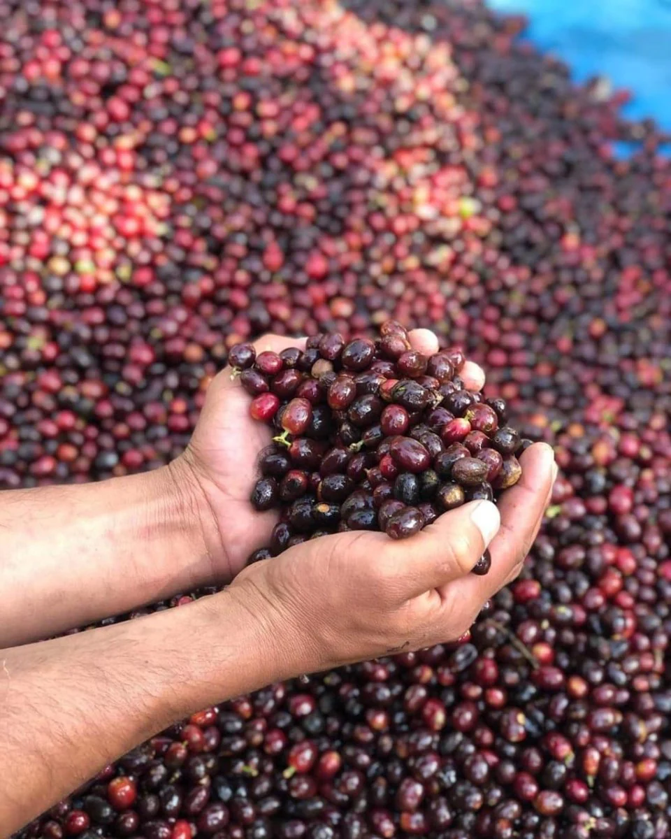 Santa Elisa. Café de Guatemala - Image 5