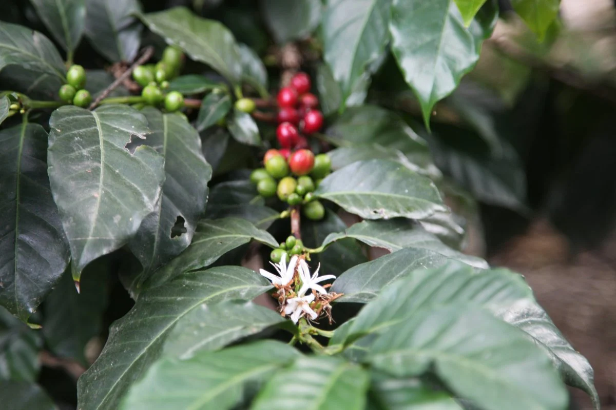 Las Terrazas del Pisque. Café de Ecuador. Lavado. - Image 3
