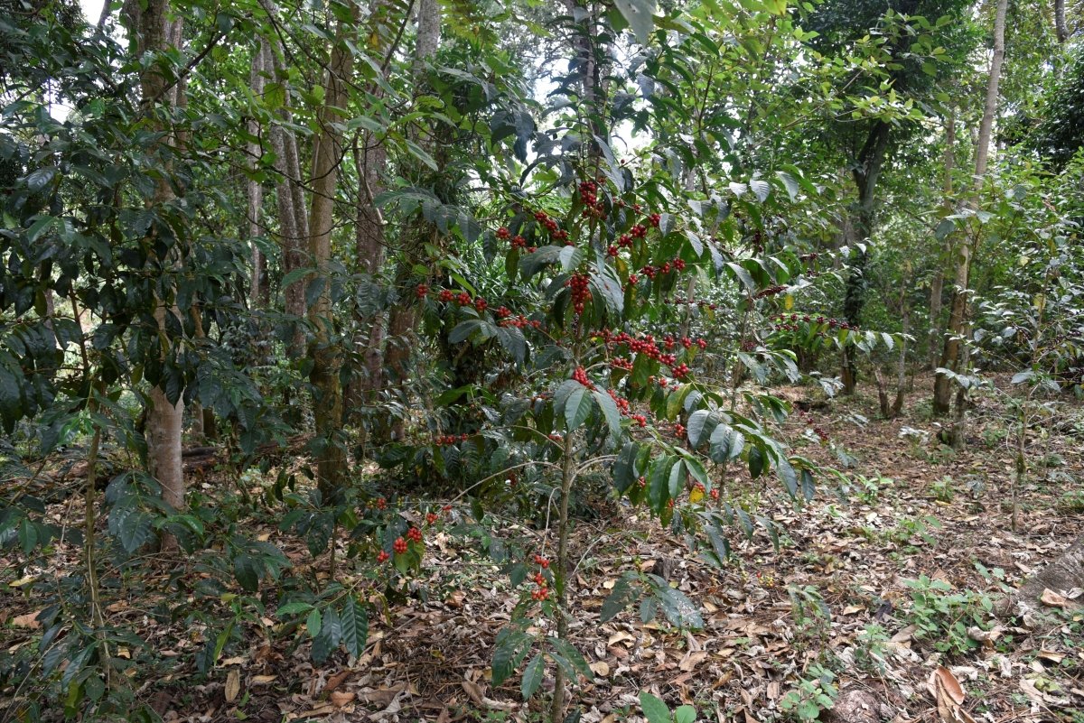 Tirtira Goyo. Café de Etiopía. Natural. - Image 3