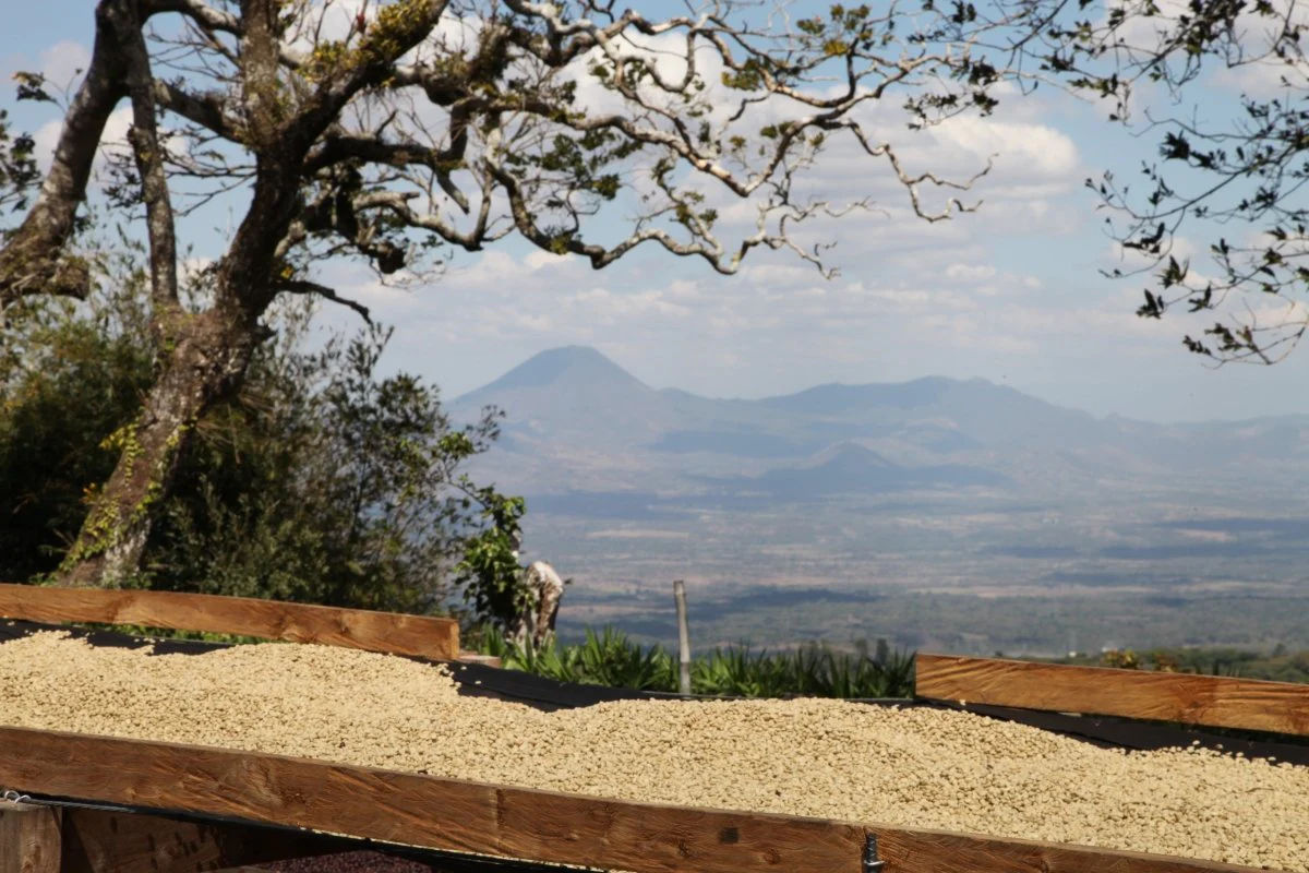 Villa Galicia. Café de El Salvador. Natural. Secado extendido Pineapple - Image 10