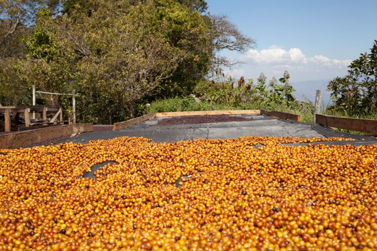 Villa Galicia. Café de El Salvador. Natural. Secado extendido Pineapple - Image 11