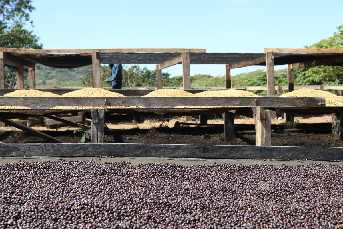 Villa Galicia. Café de El Salvador. Natural. Secado extendido Pineapple - Image 12