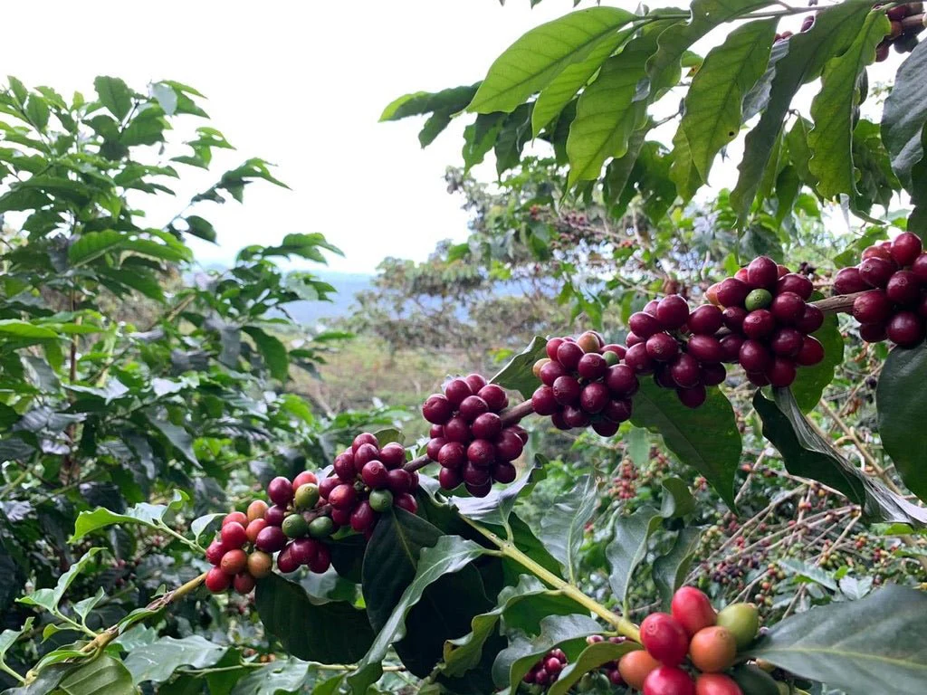 Villa Galicia. Café de El Salvador. Natural. Secado extendido Pineapple - Image 7