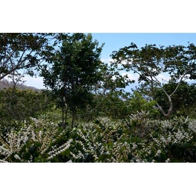 El Cuto. El Salvador - Image 6
